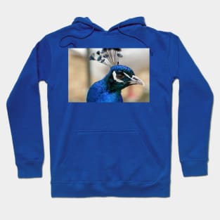 Peacock Hoodie